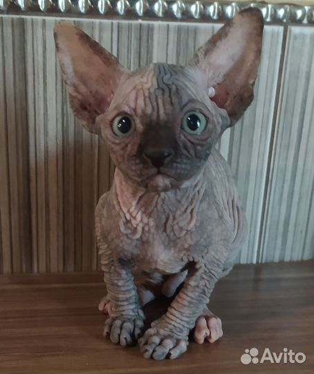 Канадский сфинкс