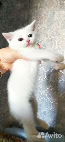 Домашний котенок 2 месяца в добрые руки
