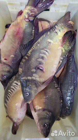Рыба свежая. Сазан Судак Сом