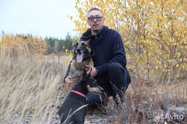 Дрессировка собак