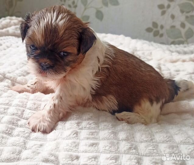 Щенки ши-тцу