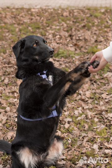 Собака в добрые руки