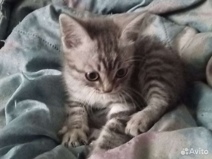 Британская серая кошка