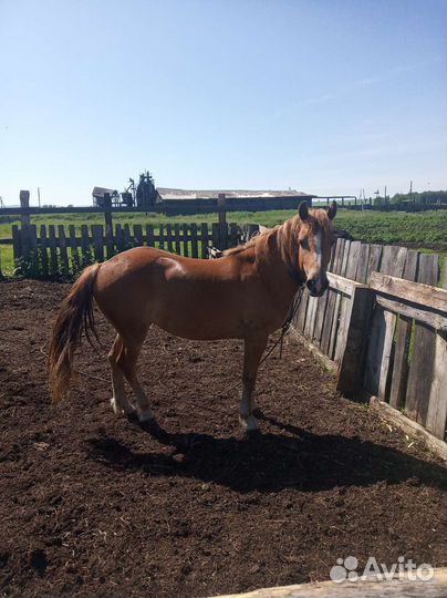 Продам лощадь