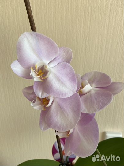Орхидея фаленопсис