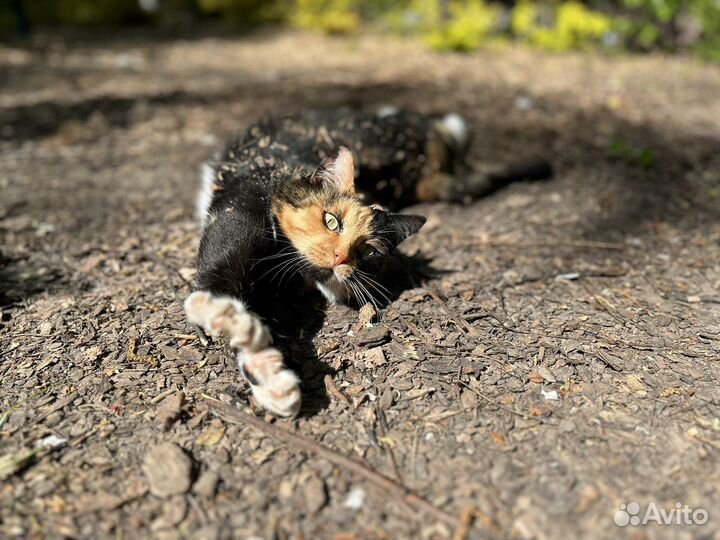Кошка Матрёшка