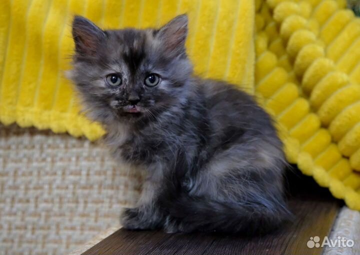 Пушистая кроха