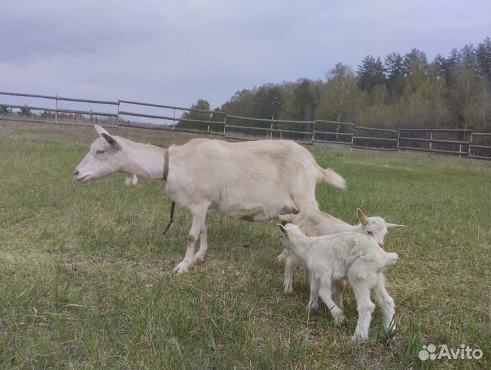 Зааненские козы, козлята, козел