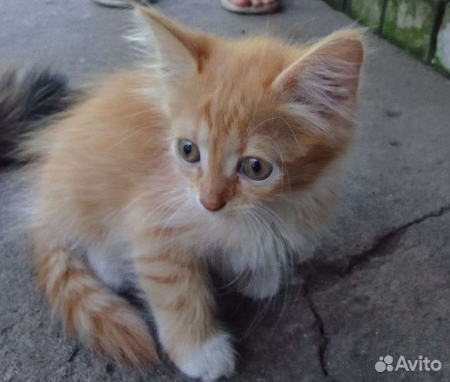 Котята в добрые руки бесплатно