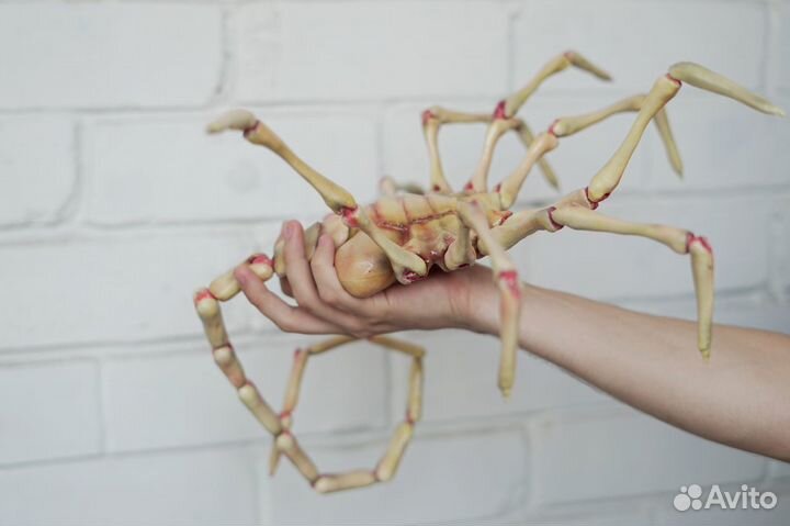 Фейсхаггер/Лицехват из 