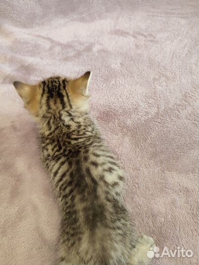 Шотландская золотая шиншилла