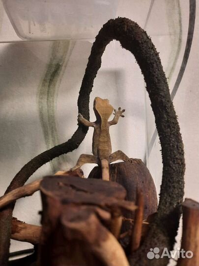 Геккон бананоед