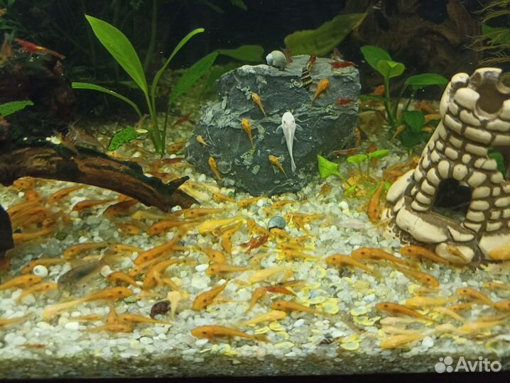 Анциструс ред, анциструс вуалевый