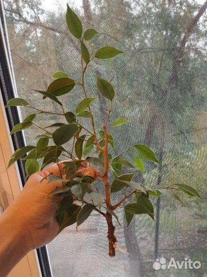 Фикус Бенджамина Бафт