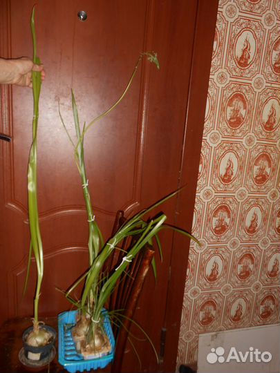 Лечебное растение - Индийский лук