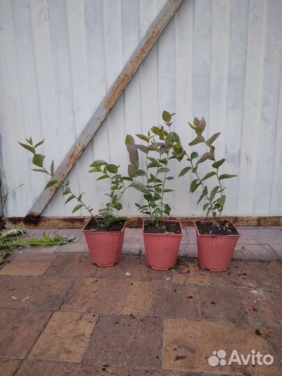 Саженцы голубики