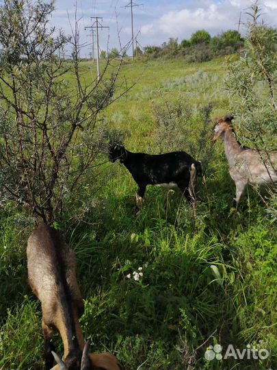 Козы, козлята