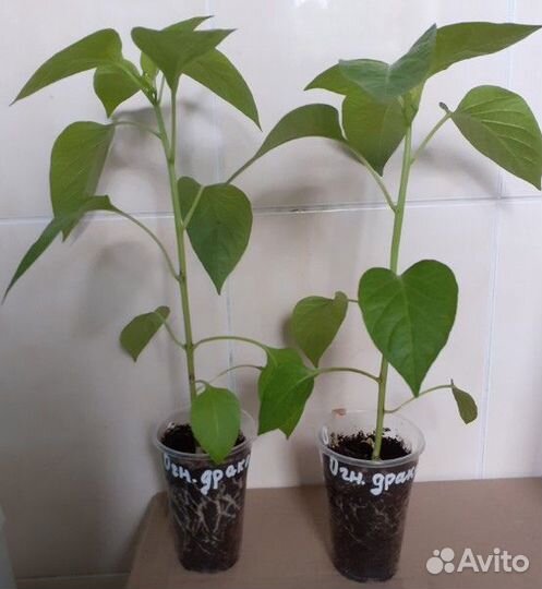 Рассада острого перца