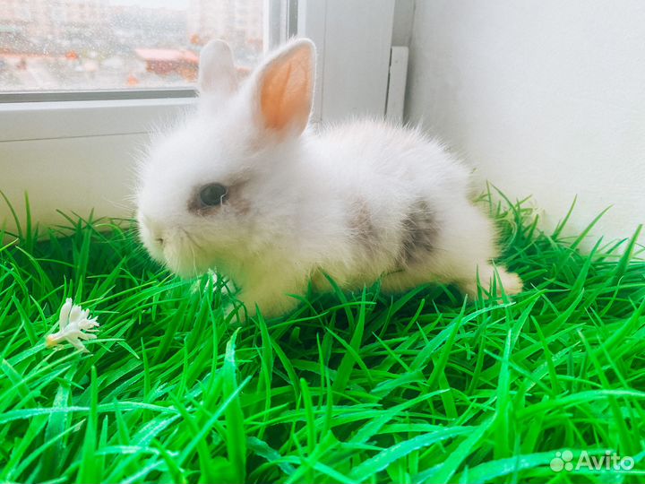 Мини карликовый кролик