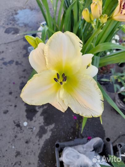 Лилейники (саженцы)