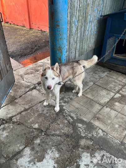 Отдам в добрые руки красивую породистую собаку