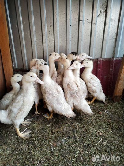 Утки муларды