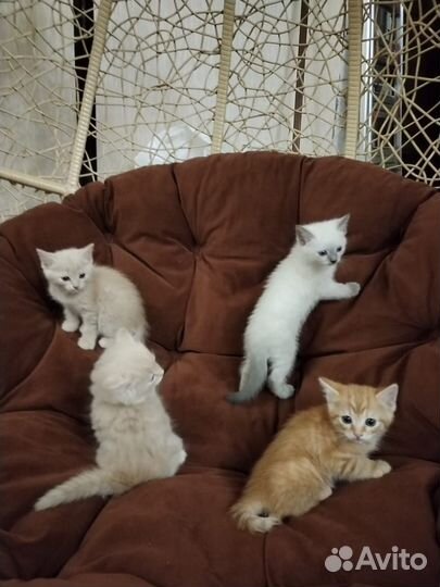 Котята в добрые руки