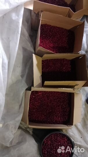 Клюква оптом 300 за кг