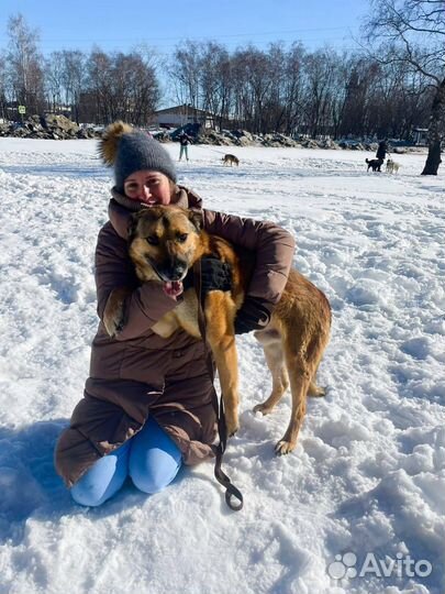 Собака из приюта ищет дом