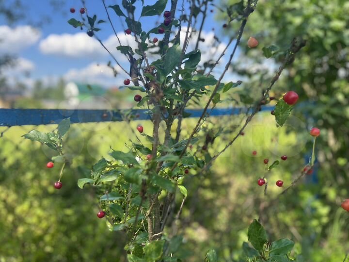 Участок 8 сот. (СНТ, ДНП)