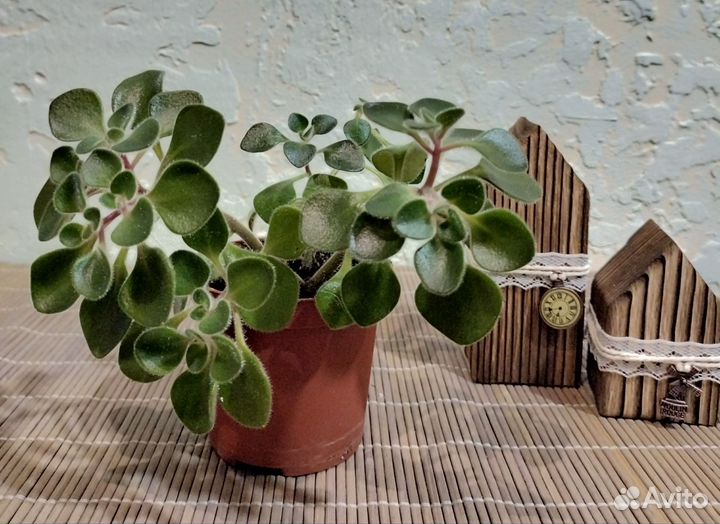 Аихризон дерево любви