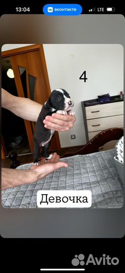 Стаффордширский терьер