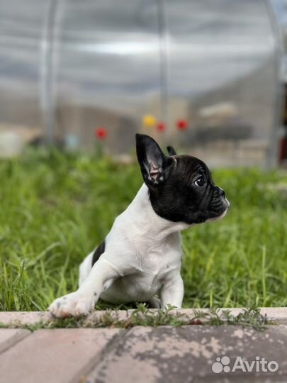 Французские бульдоги
