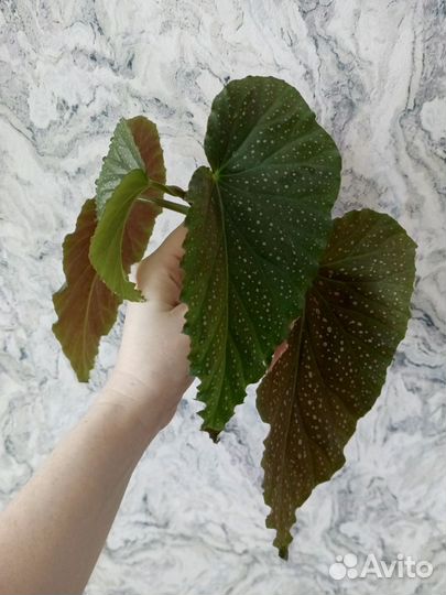 Живые комнатные цветы