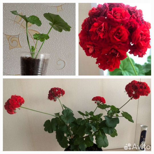 Пеларгония