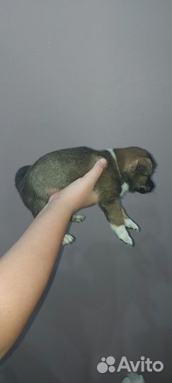 Продам маленьких щенят