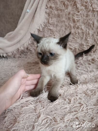 Сиамские котята