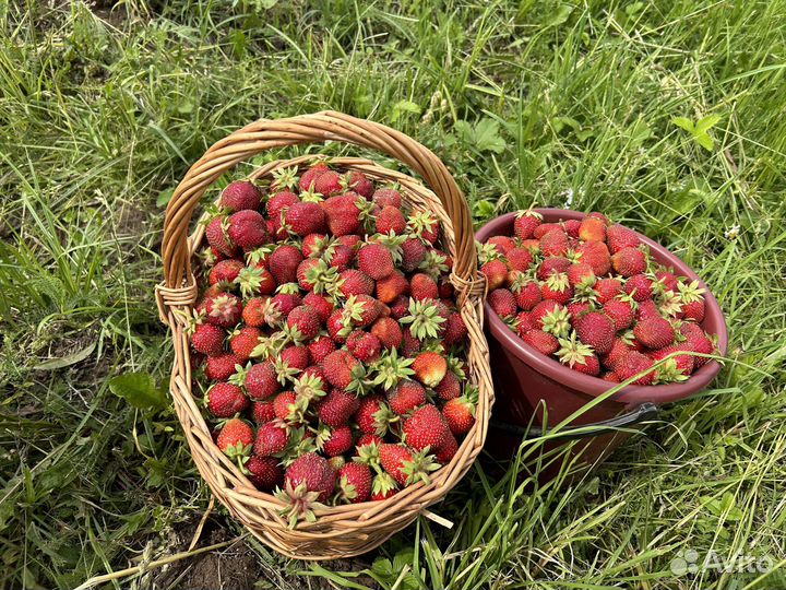 Фермерские продукты