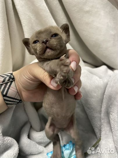 Котята европейской бурмы