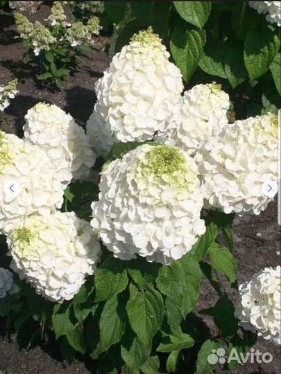 Гортензия метельчатая