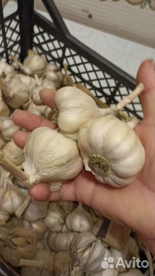 Яровой чеснок
