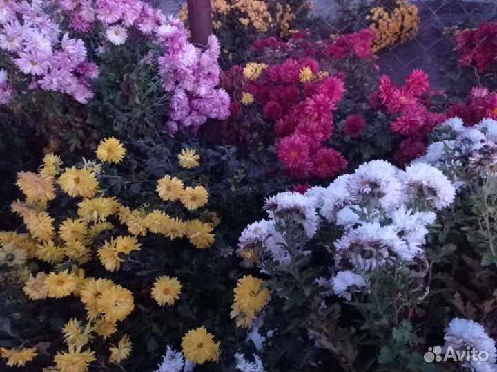 Хризантема корейская