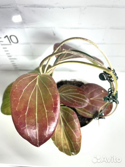 Хойи взрослые