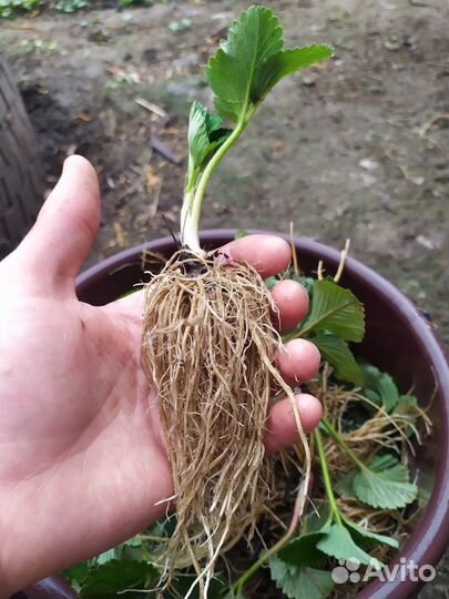 Саженцы клубники