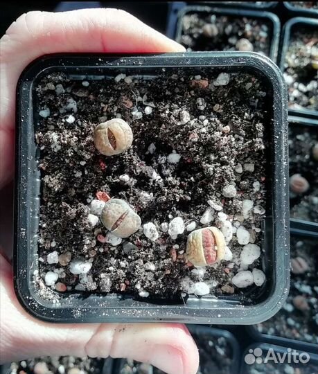 Литопсы (живые камни)