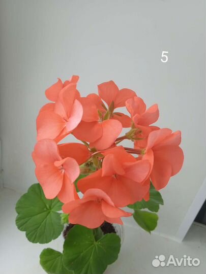 Пеларгония герань, хлорофитум, Алоэ