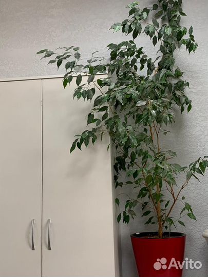 Фикус Бенджамина