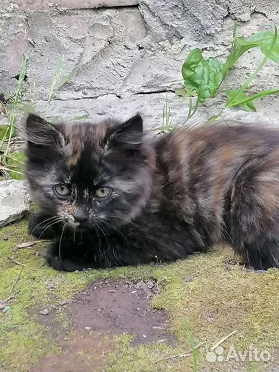 Котята в добрые руки бесплатно