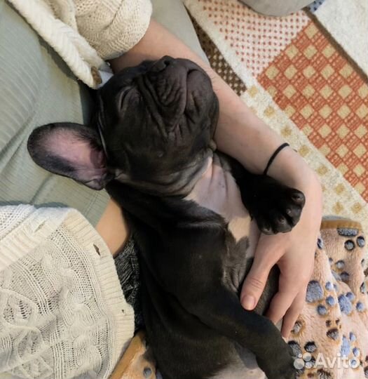 Чёрная жемчужина