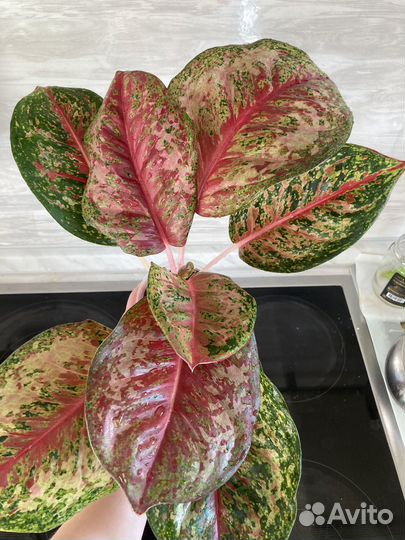 Аглаонема 10 карат платинум, модестум шотт